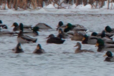 American Black Duck - ML646158811