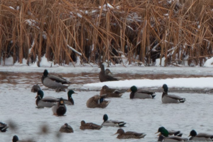 American Black Duck - ML646158812