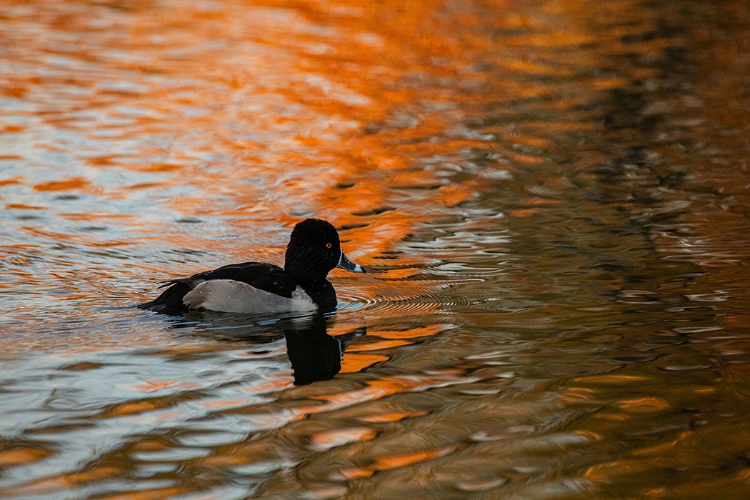 Ring-necked Duck - ML646158813
