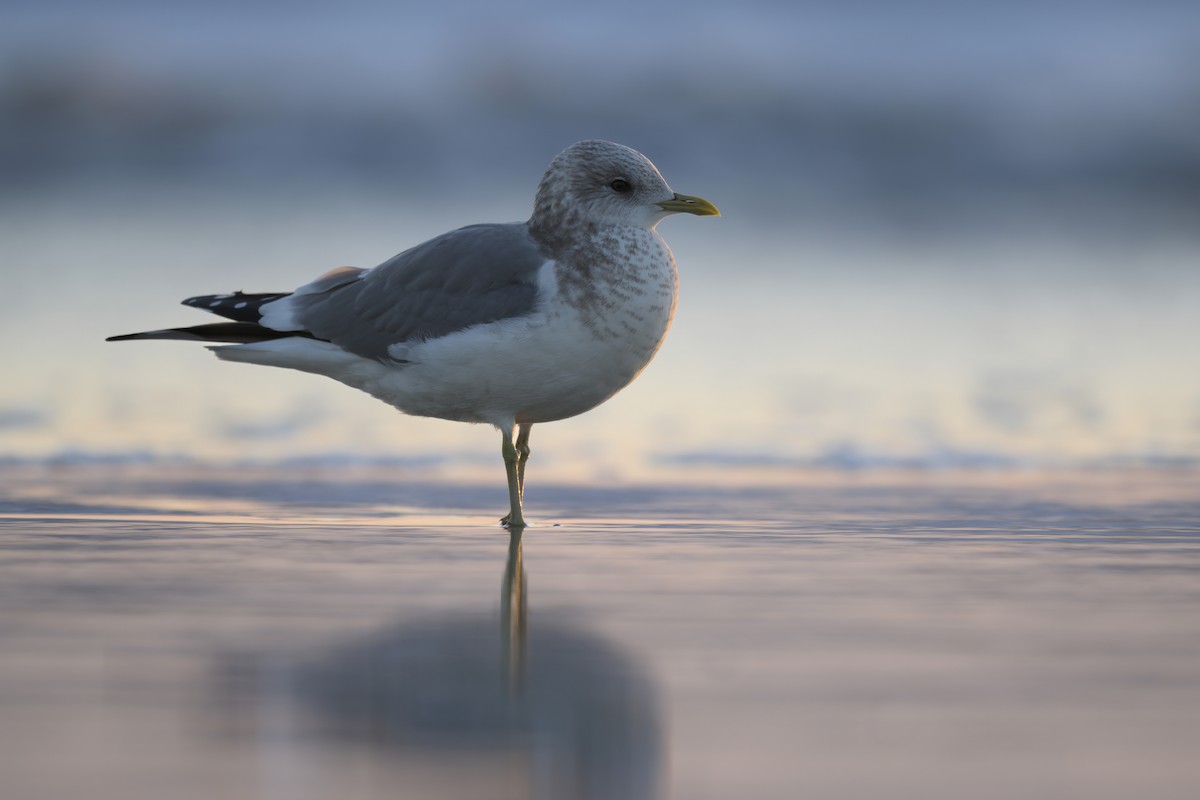 Short-billed Gull - ML646158814