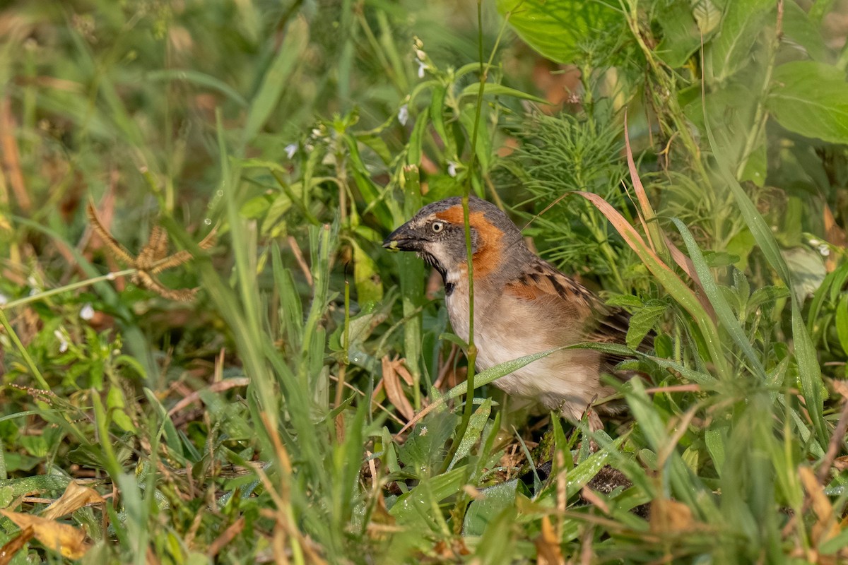 Kenya Rufous Sparrow - ML646158815