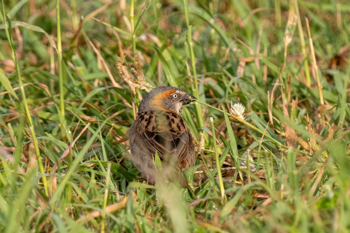 Kenya Rufous Sparrow - ML646158816