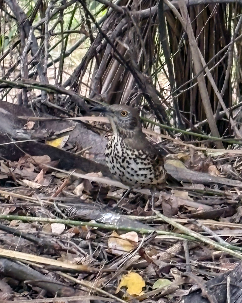Gray Thrasher - ML646158817