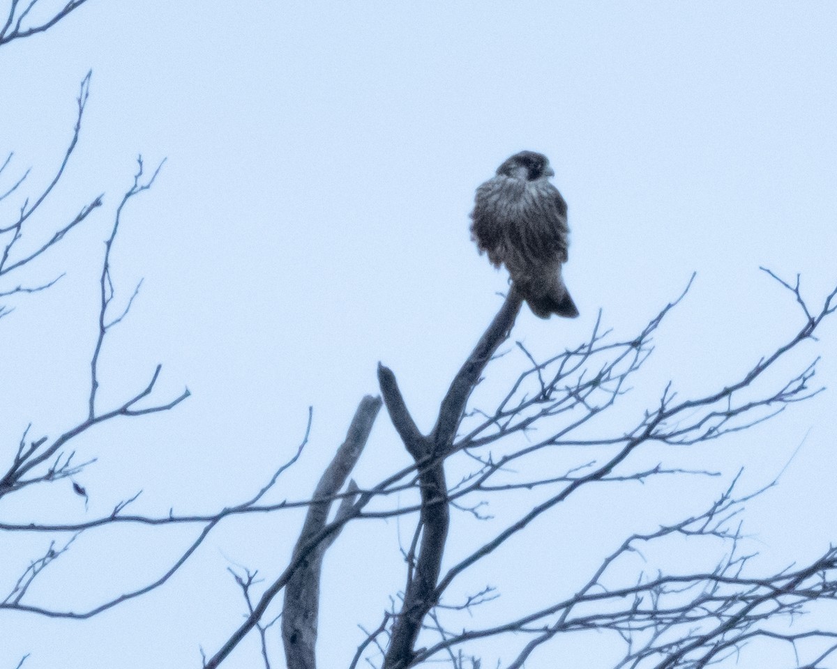 Peregrine Falcon - ML646158818