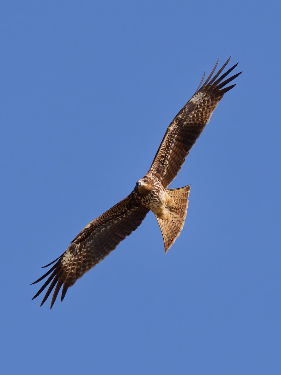 Black Kite - ML646158819