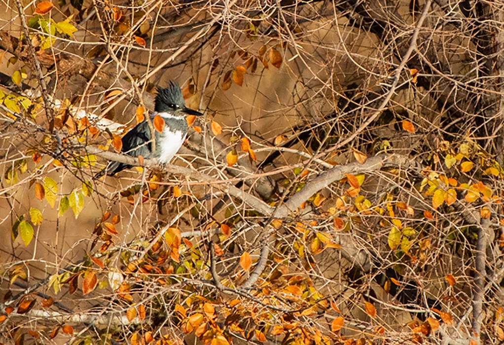Belted Kingfisher - ML646158822