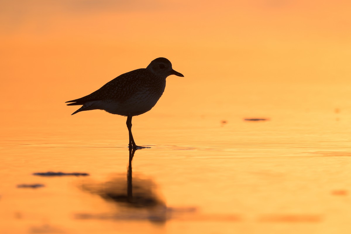 Black-bellied Plover - ML646158824