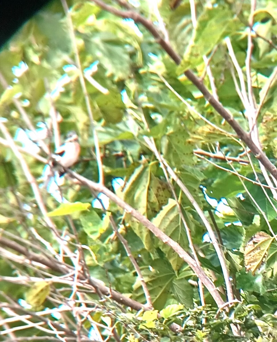 Rose-breasted Grosbeak - ML646158826