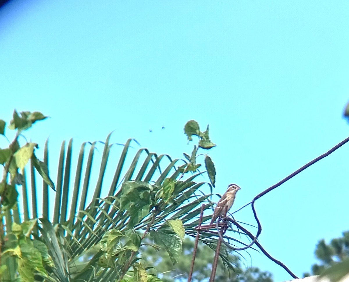 Rose-breasted Grosbeak - ML646158827