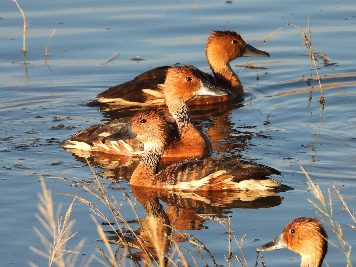 husička bažinná - ML646158828