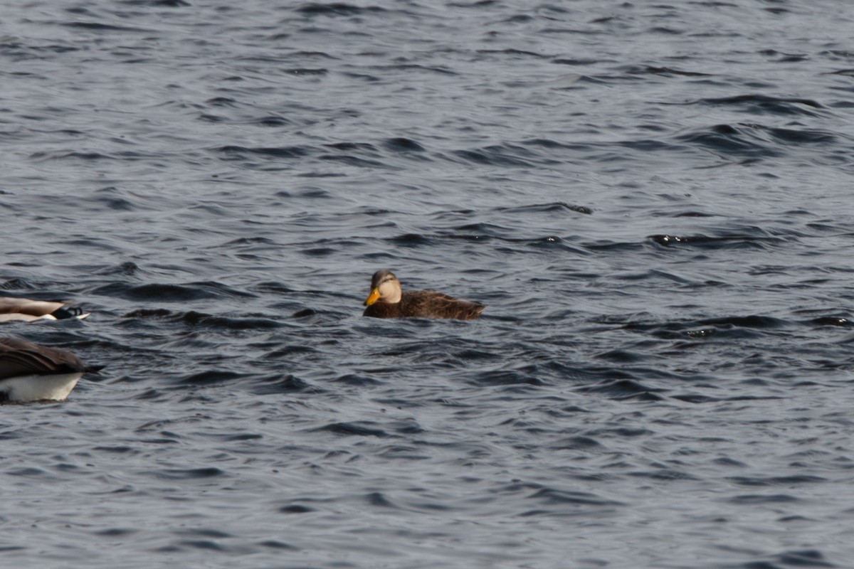 American Black Duck - ML646158829
