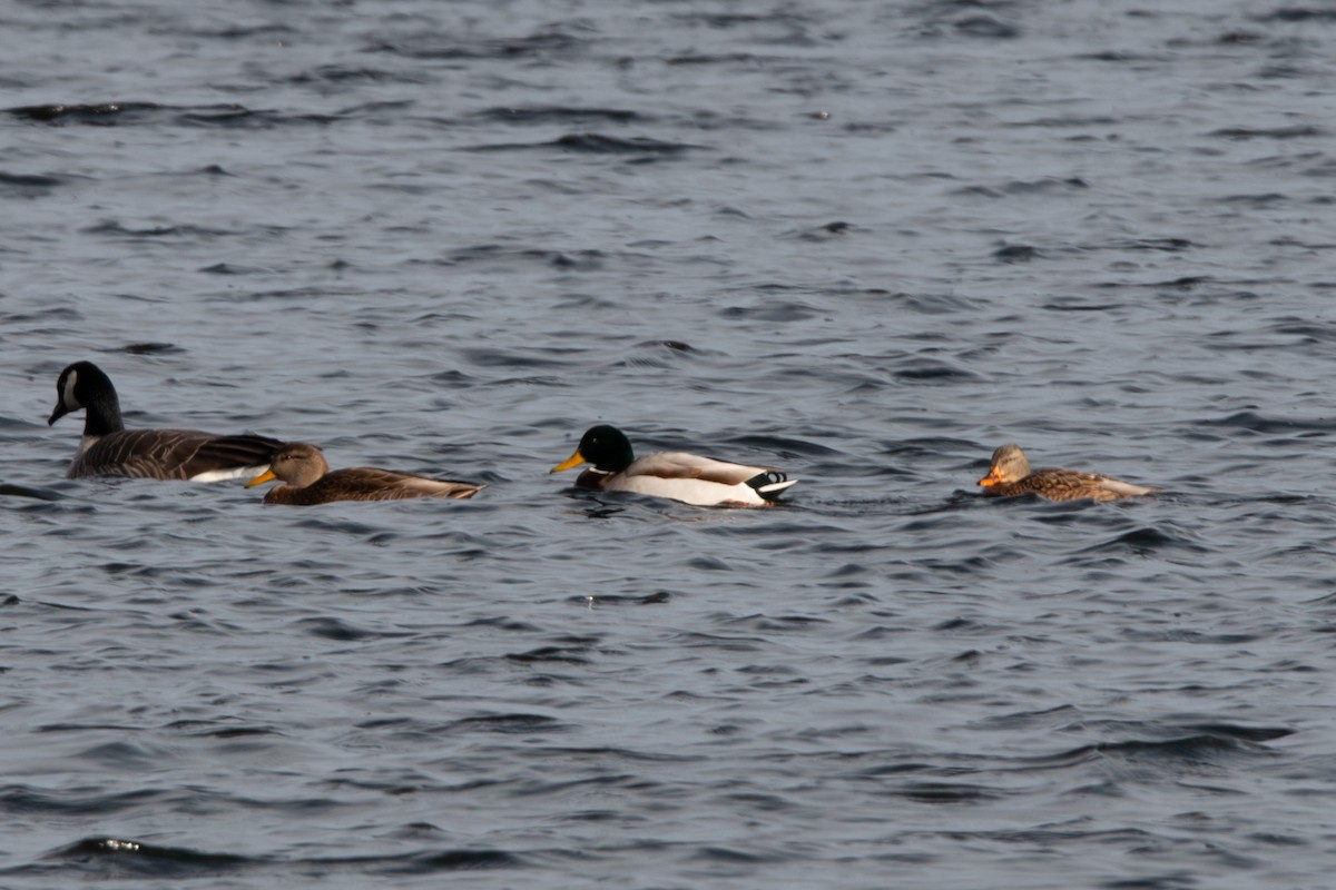 American Black Duck - ML646158830