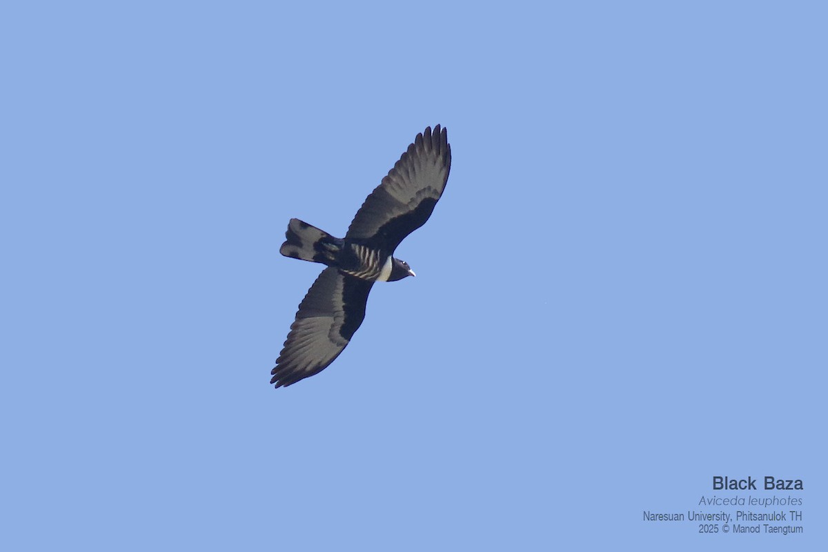 Black Baza - ML646158831