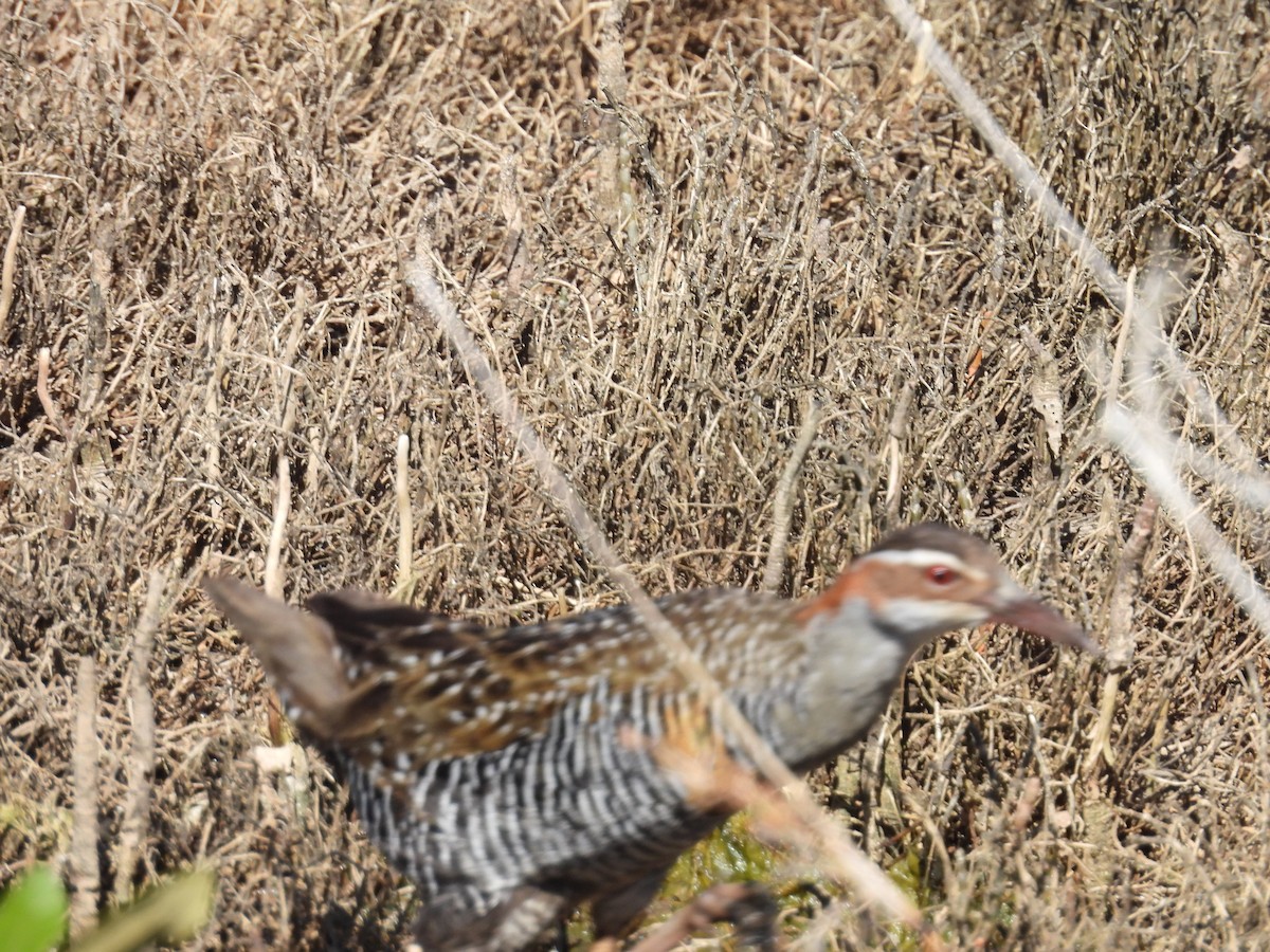 Buff-banded Rail - ML646158832