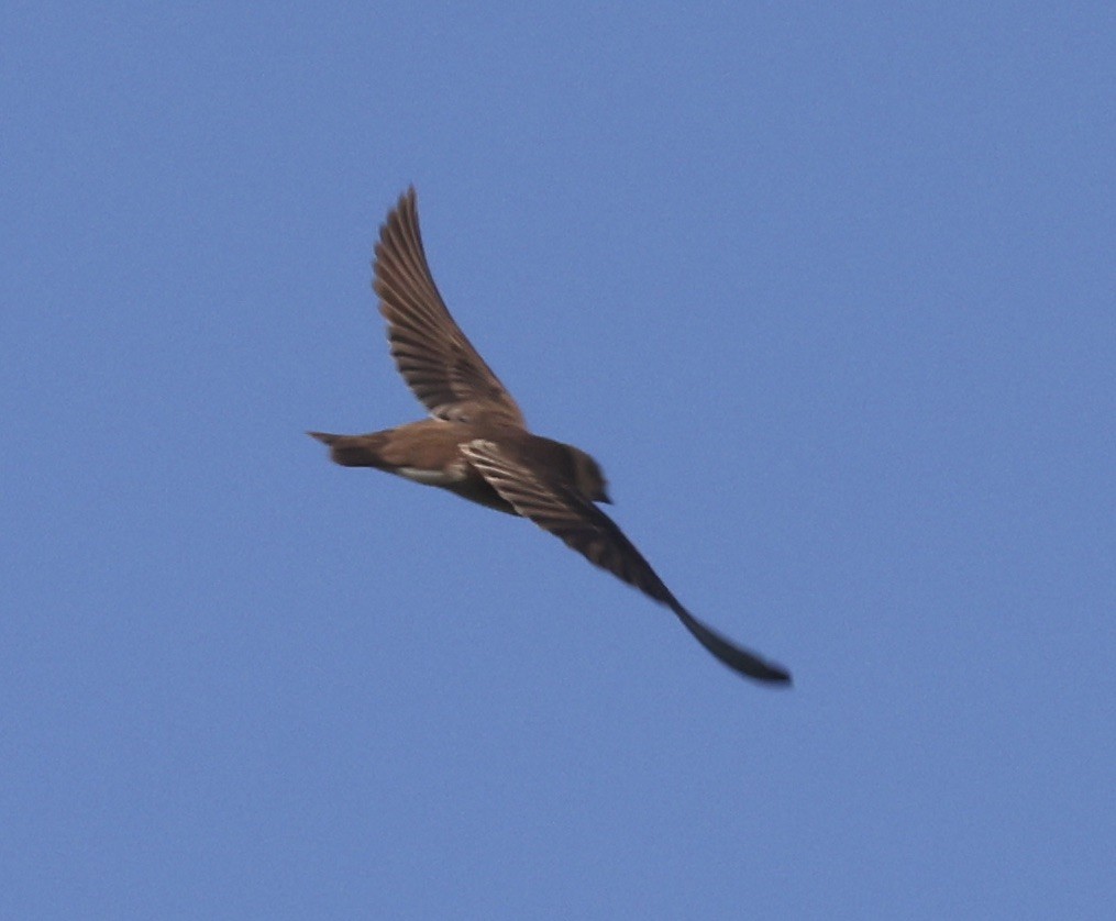Northern Rough-winged Swallow - ML646158834
