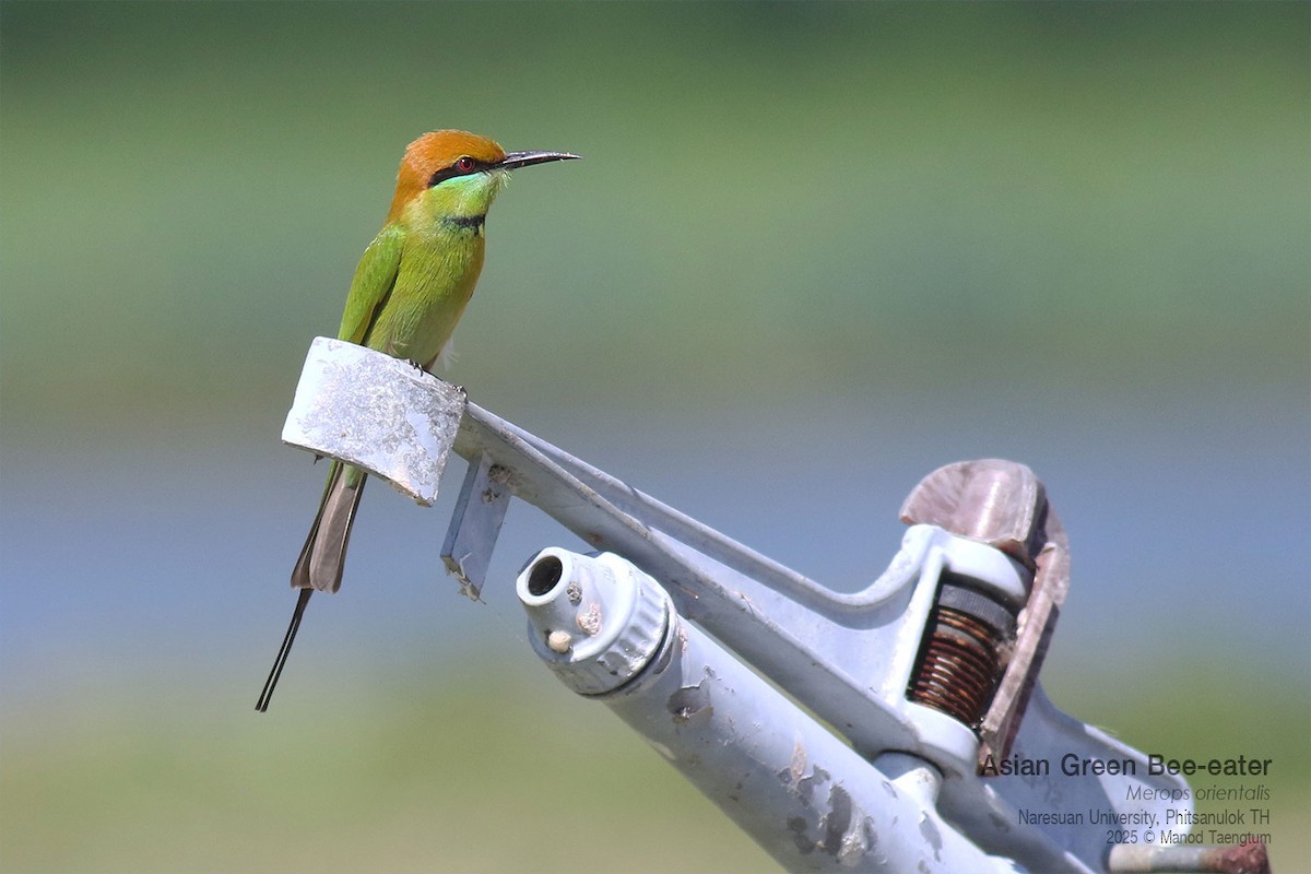 Asian Green Bee-eater - ML646158835