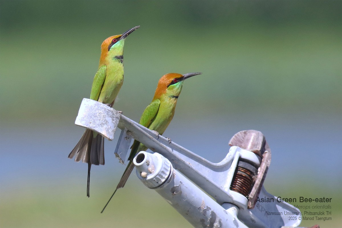 Asian Green Bee-eater - ML646158836