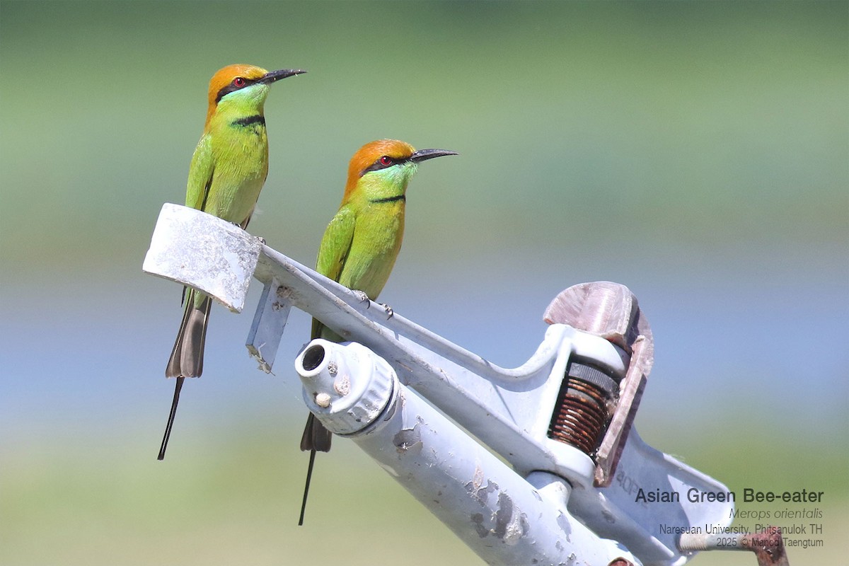 Asian Green Bee-eater - ML646158837