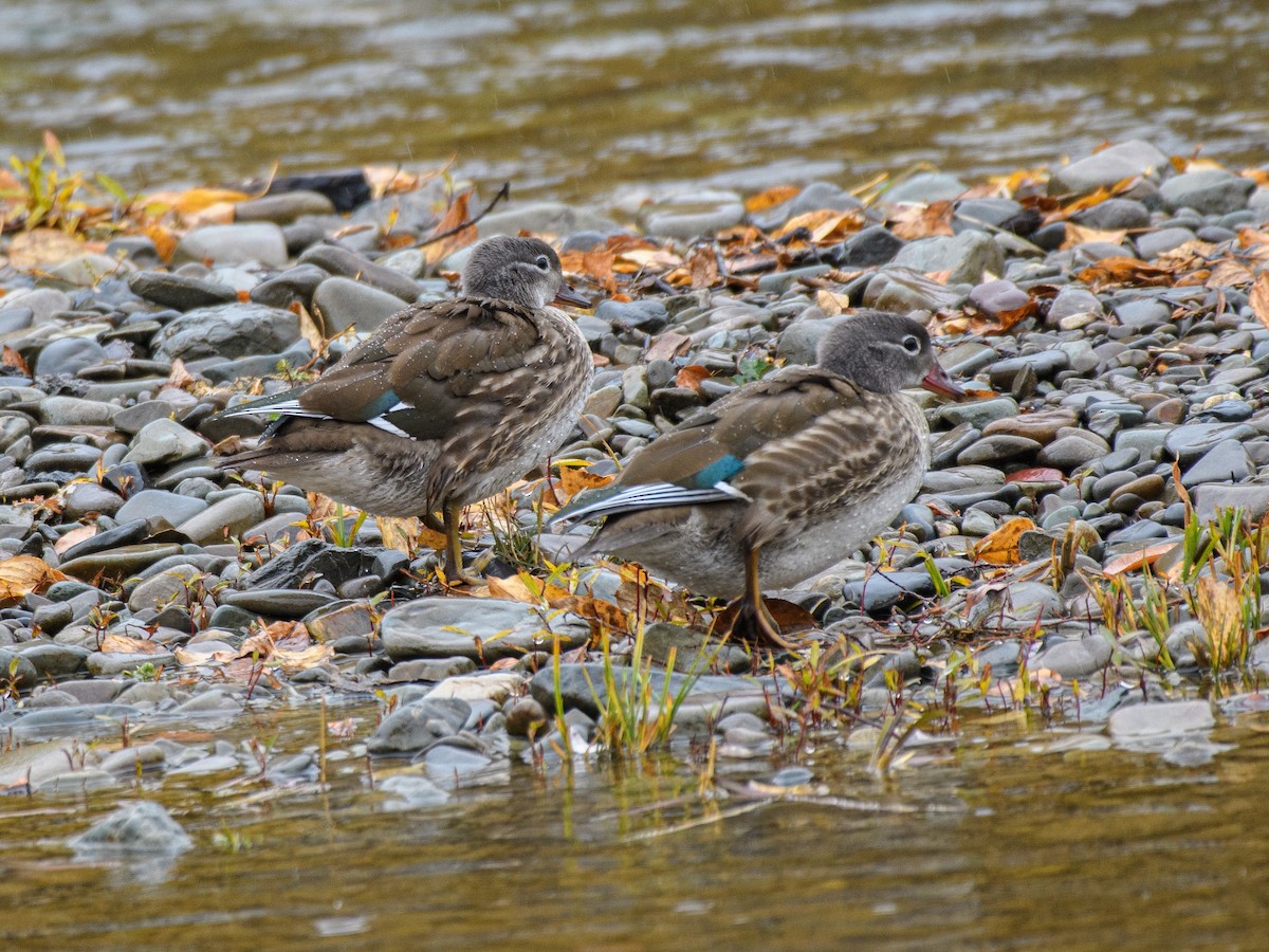 Mandarin Duck - ML646158840