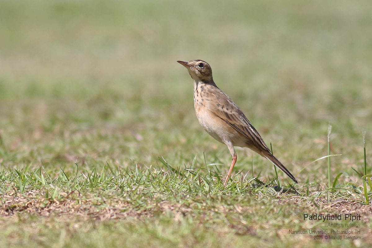 Paddyfield Pipit - ML646158841