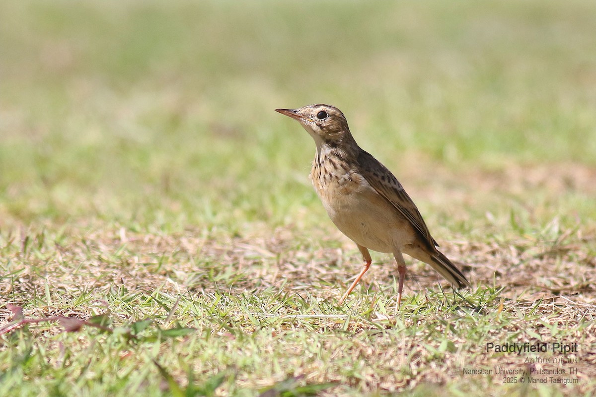 Paddyfield Pipit - ML646158842