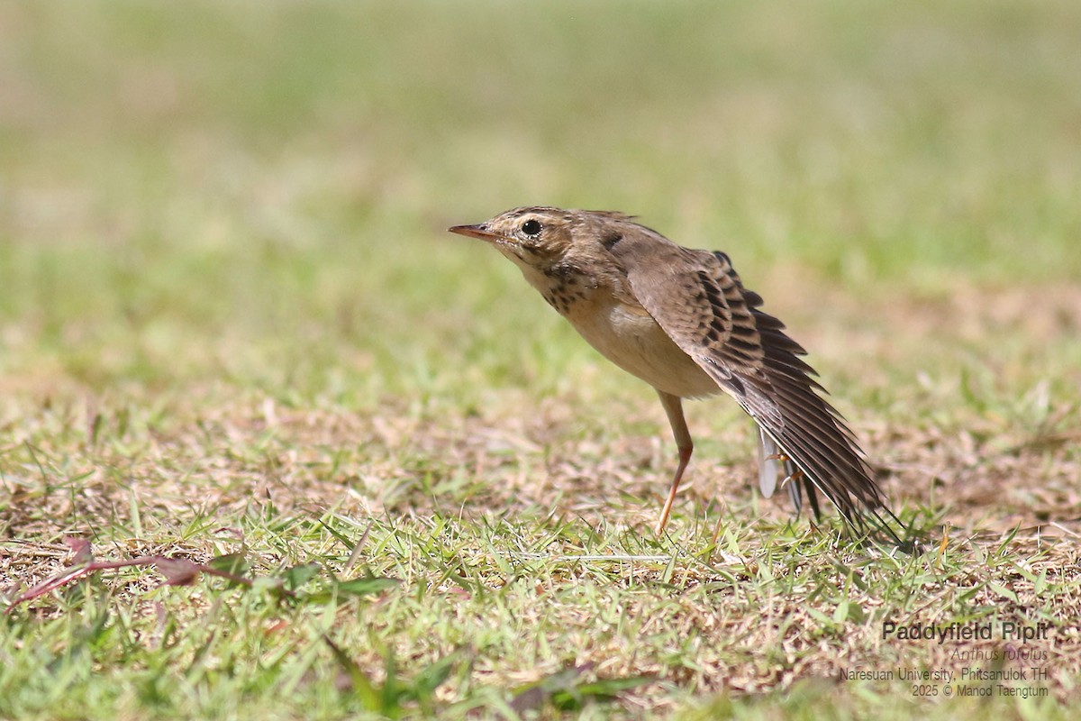 Paddyfield Pipit - ML646158843
