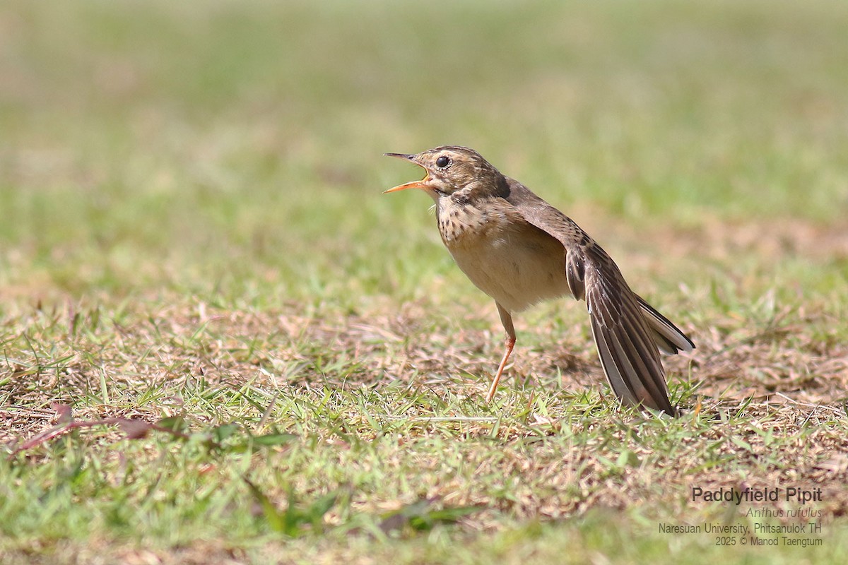 Paddyfield Pipit - ML646158844