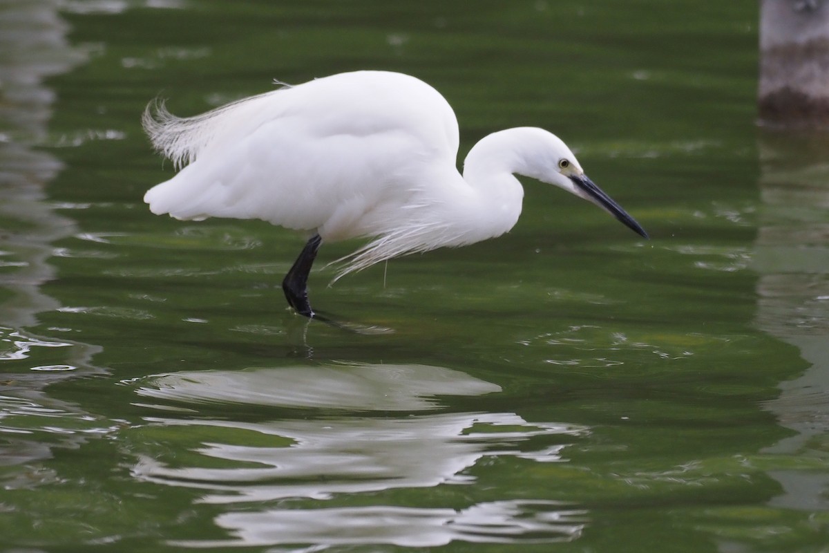 小白鷺 - ML646158845