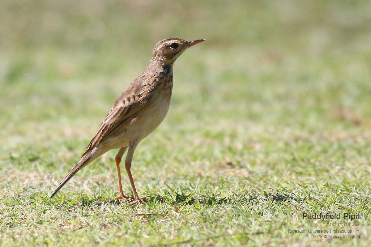 Paddyfield Pipit - ML646158846