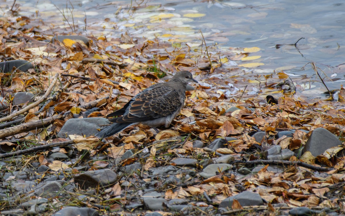 Oriental Turtle-Dove - ML646158847