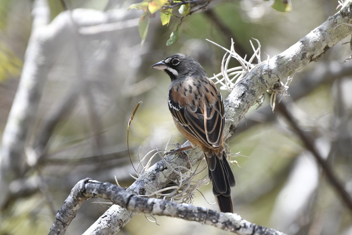 Gözlüklü Serçe - ML646158849