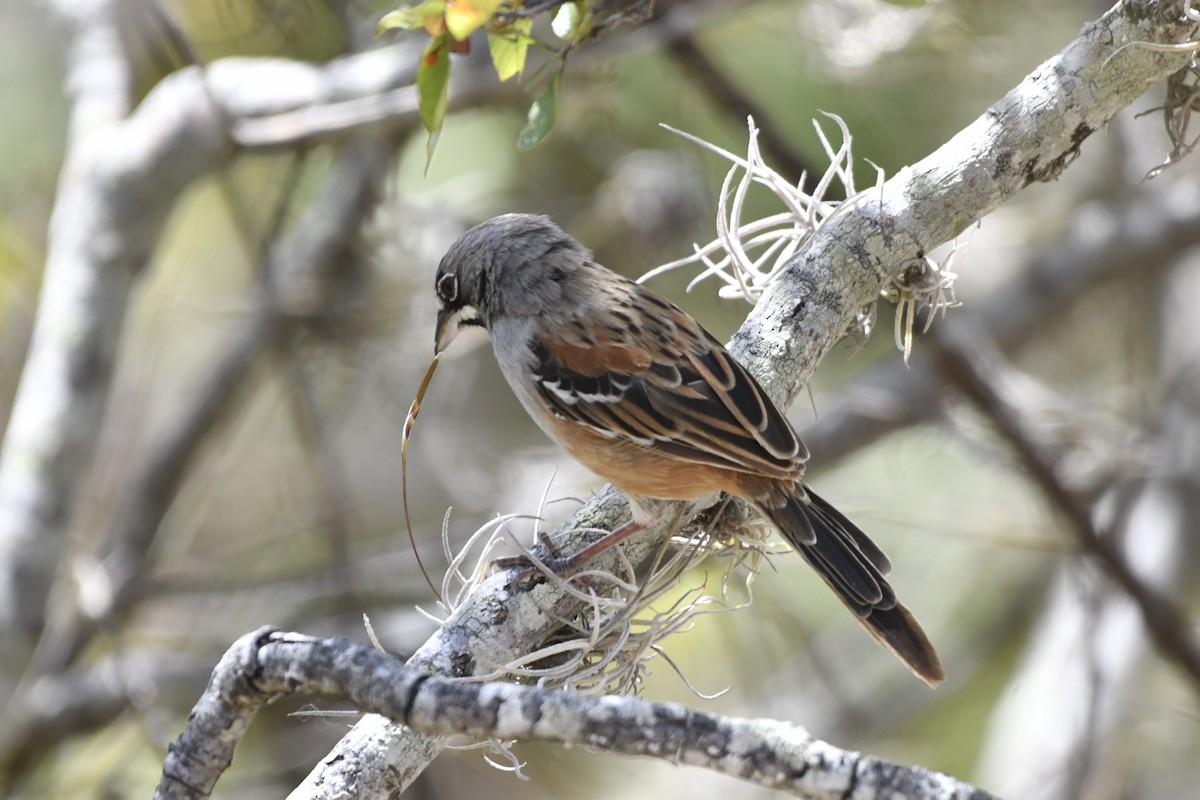 Gözlüklü Serçe - ML646158850