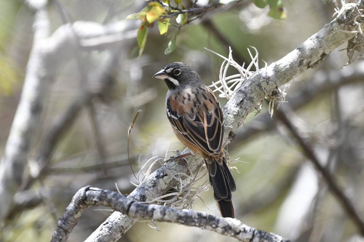 Gözlüklü Serçe - ML646158851