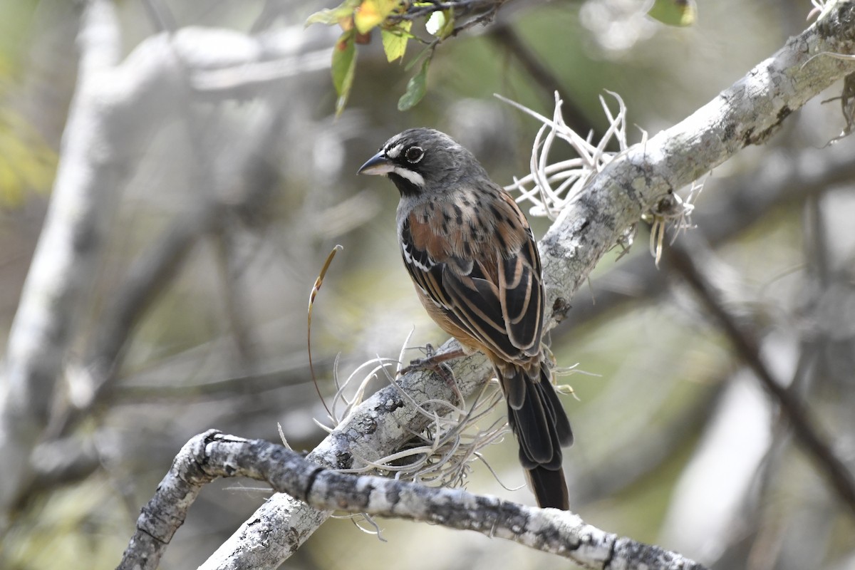 Gözlüklü Serçe - ML646158852