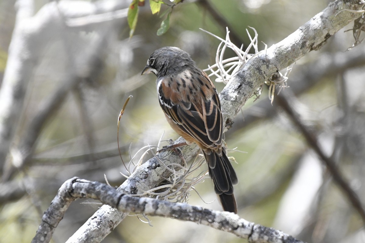 Gözlüklü Serçe - ML646158853