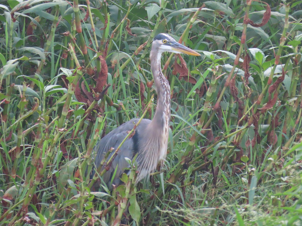 Great Blue Heron - ML646158861