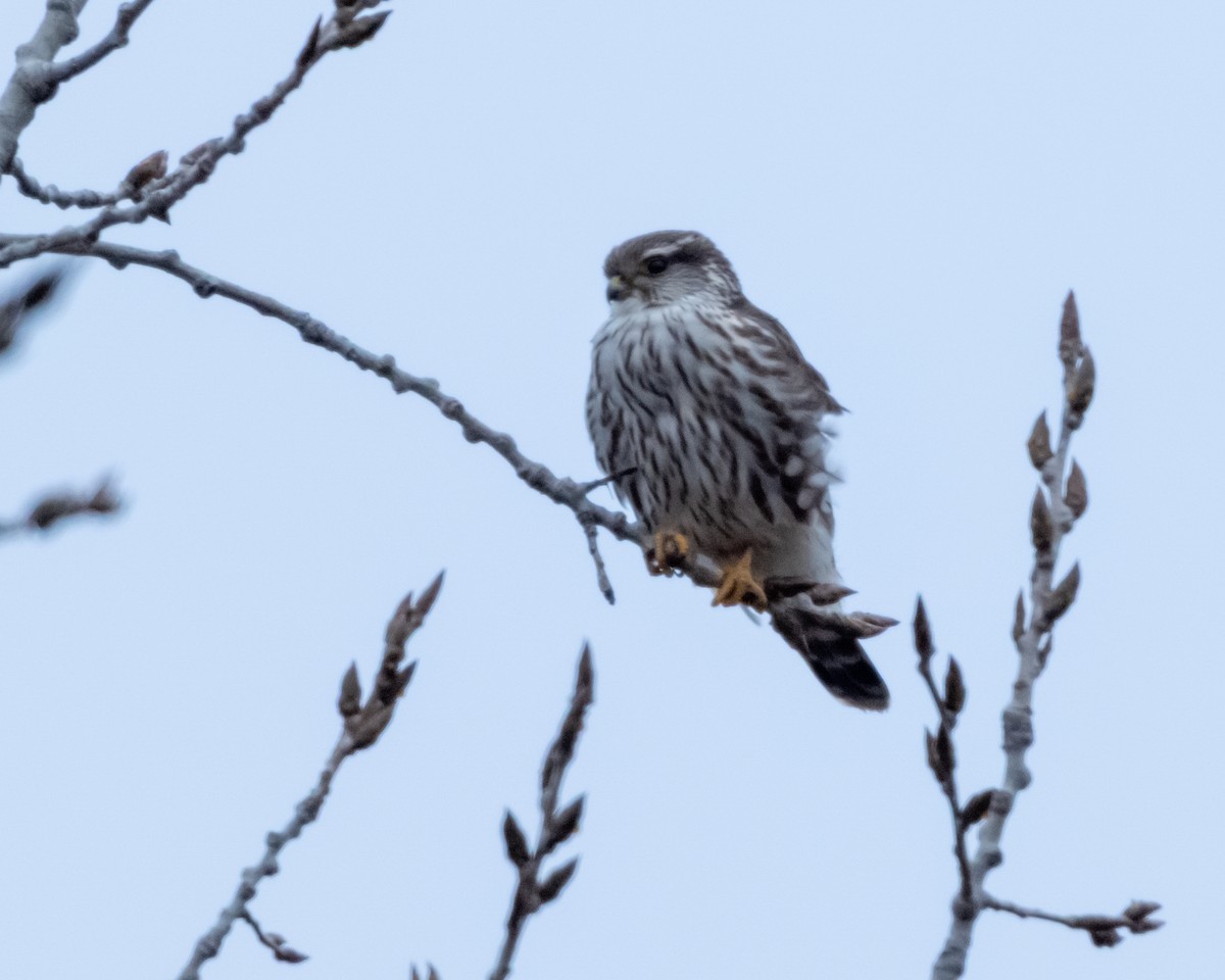 Хайргууна шонхор - ML646158863