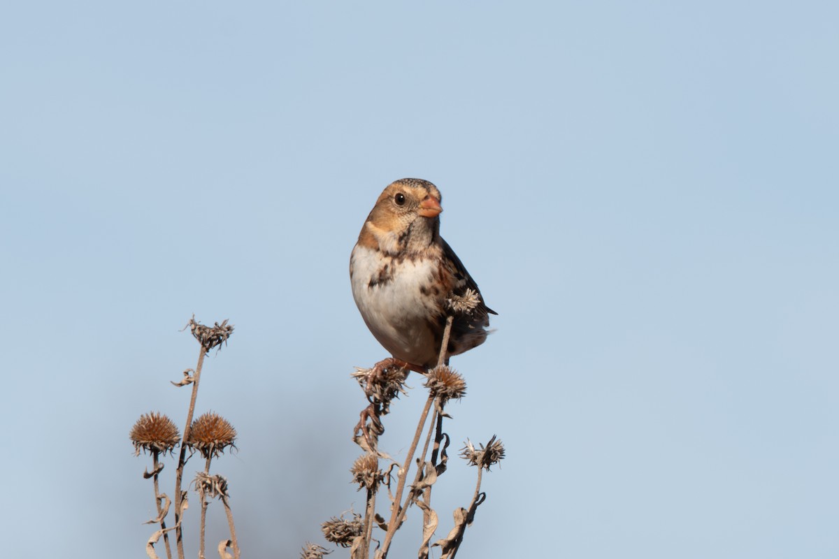 Harris's Sparrow - ML646158864