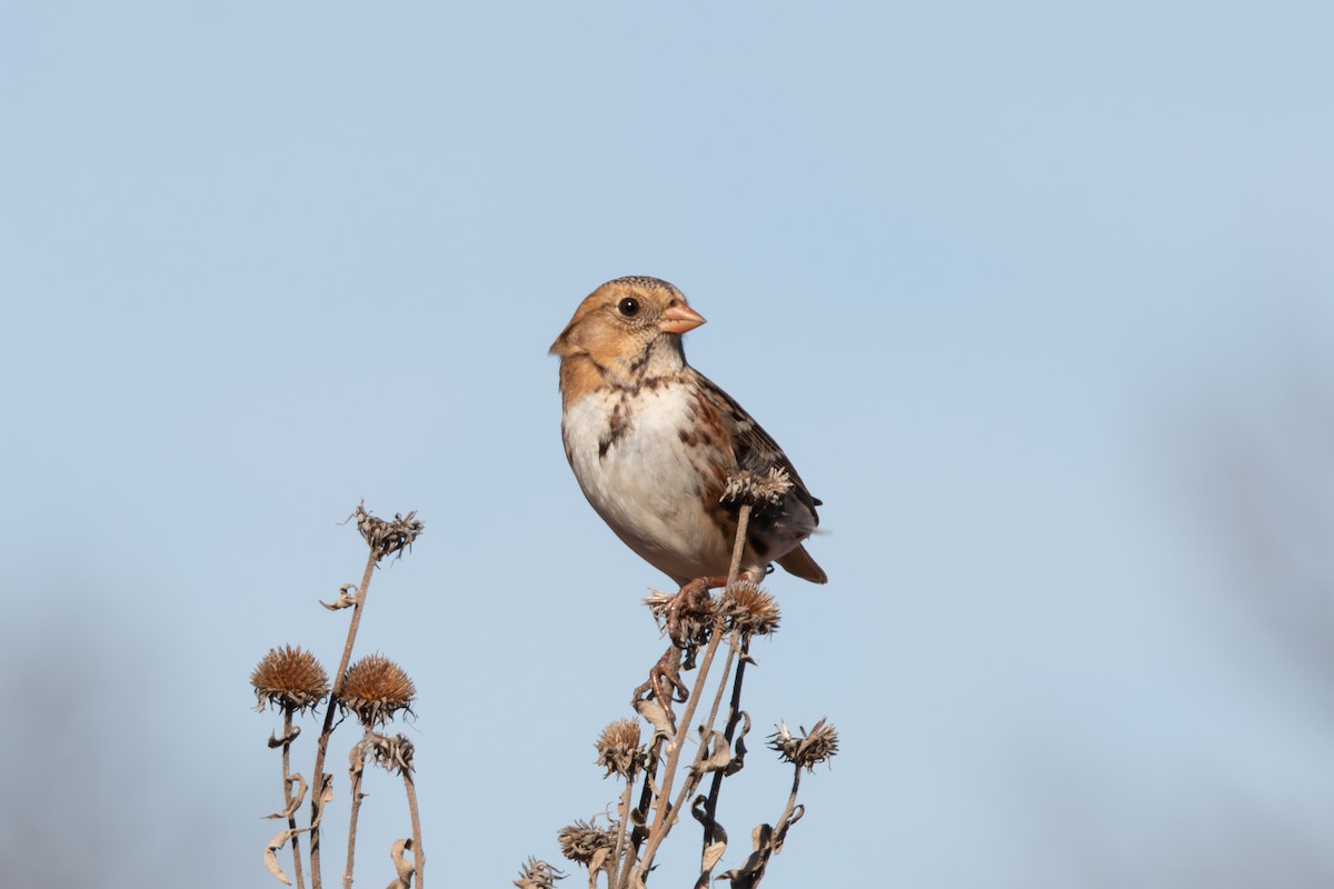 Harris's Sparrow - ML646158865