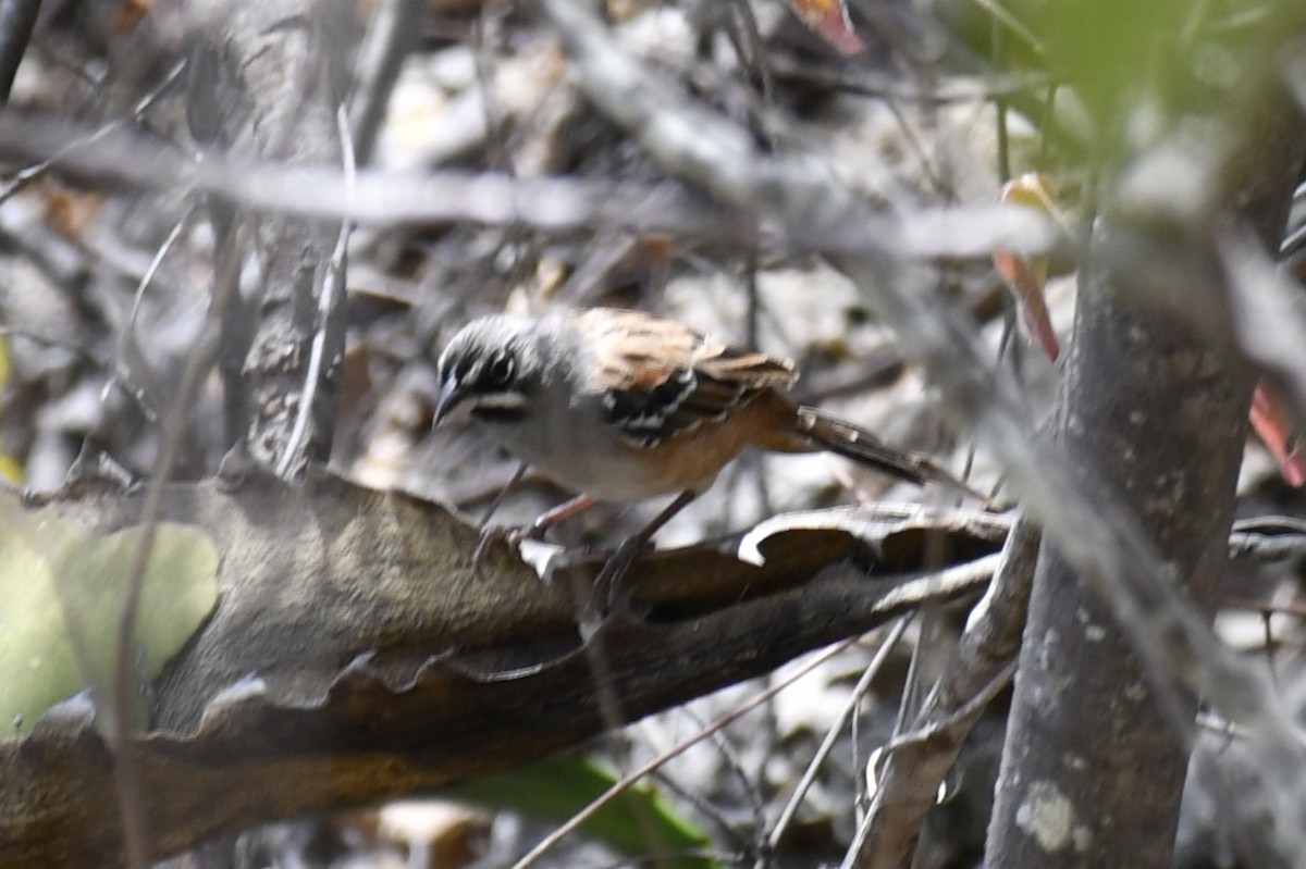 Gözlüklü Serçe - ML646158869
