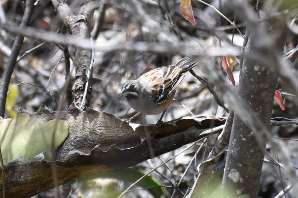 Gözlüklü Serçe - ML646158870