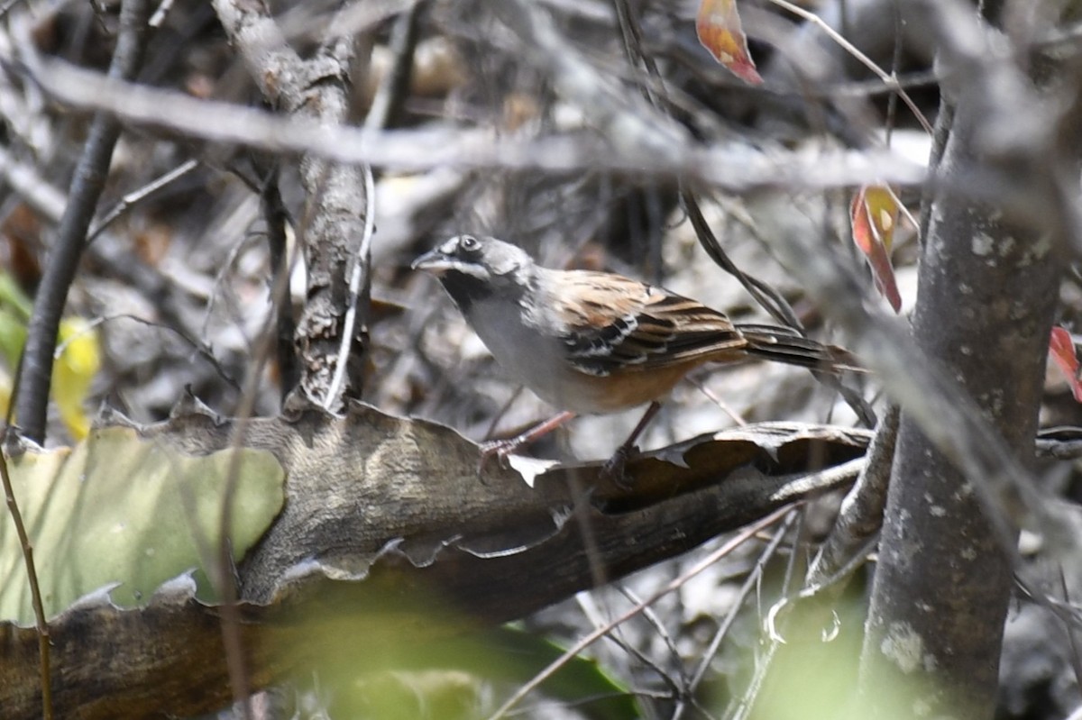 Gözlüklü Serçe - ML646158871