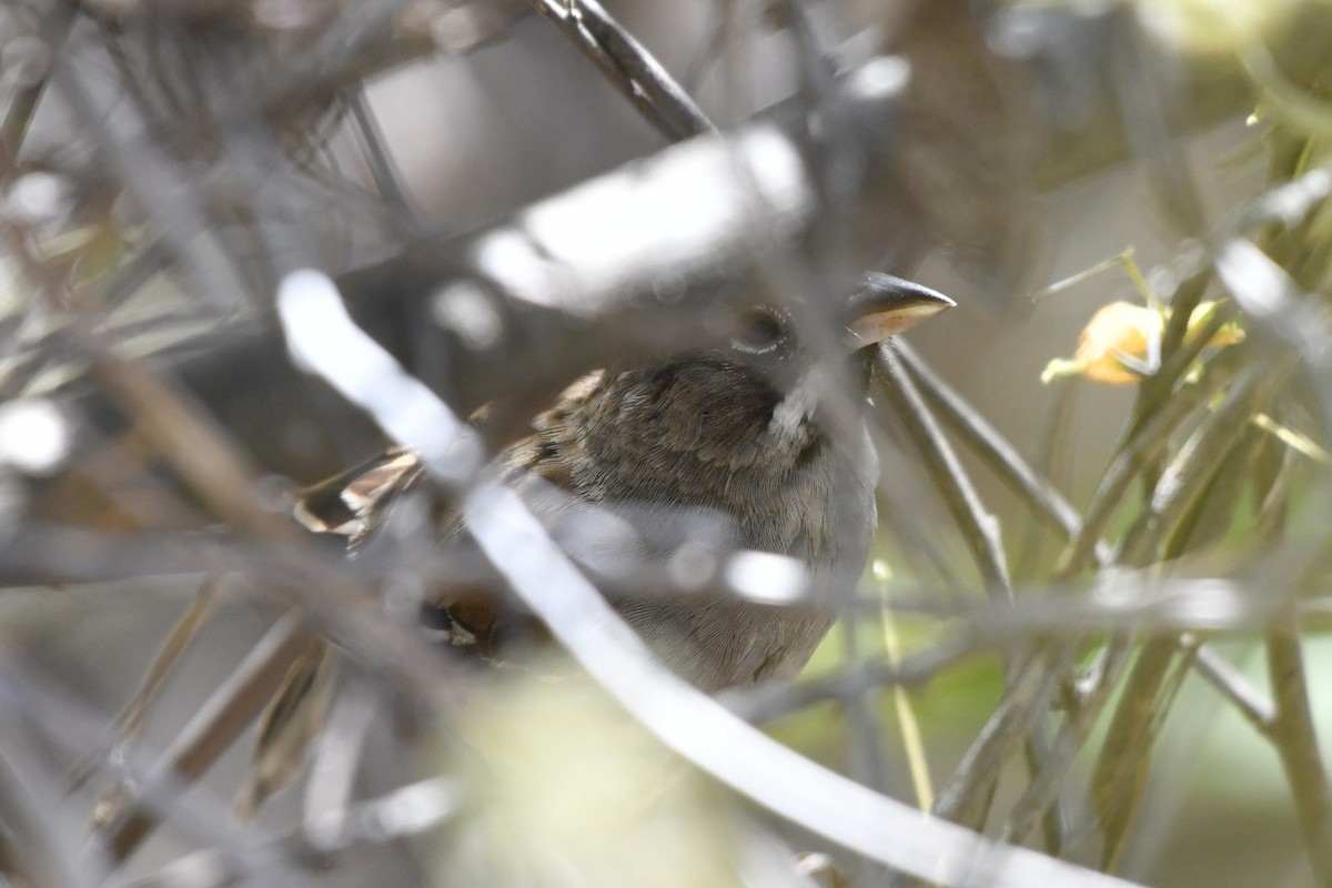 Gözlüklü Serçe - ML646158872