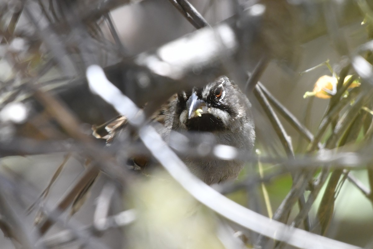 Gözlüklü Serçe - ML646158873