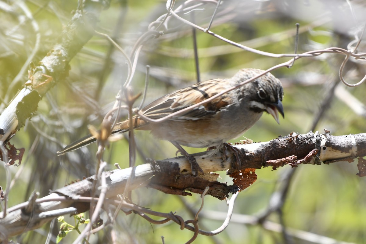 Gözlüklü Serçe - ML646158874
