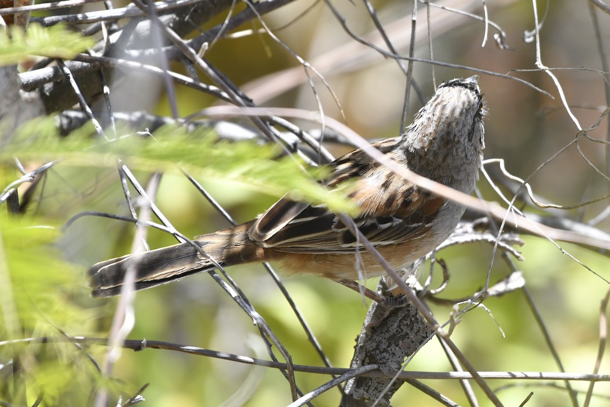 Gözlüklü Serçe - ML646158875