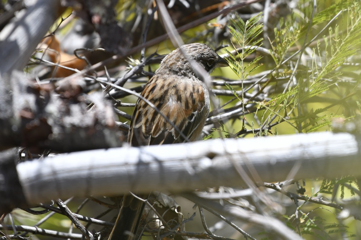 Gözlüklü Serçe - ML646158876