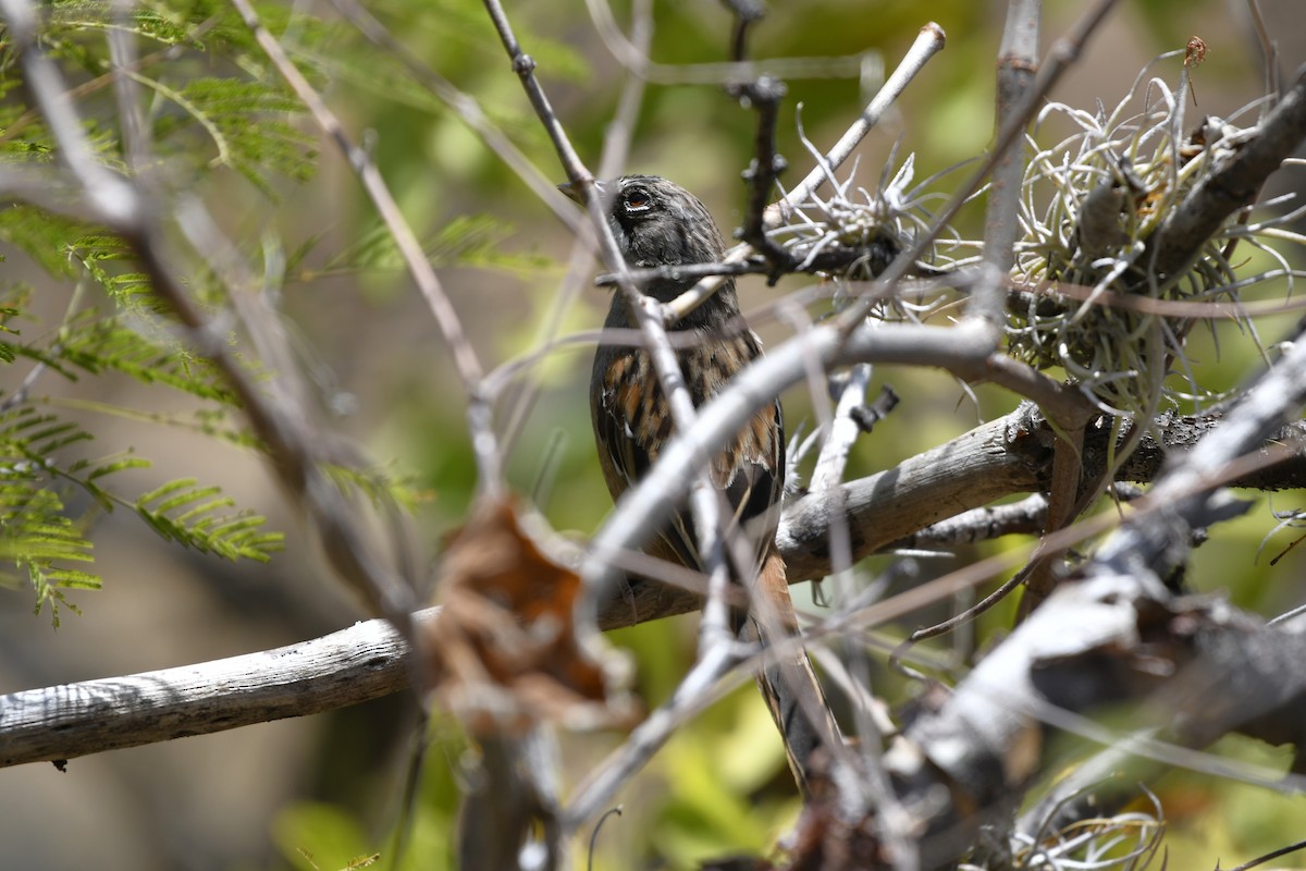 Gözlüklü Serçe - ML646158877