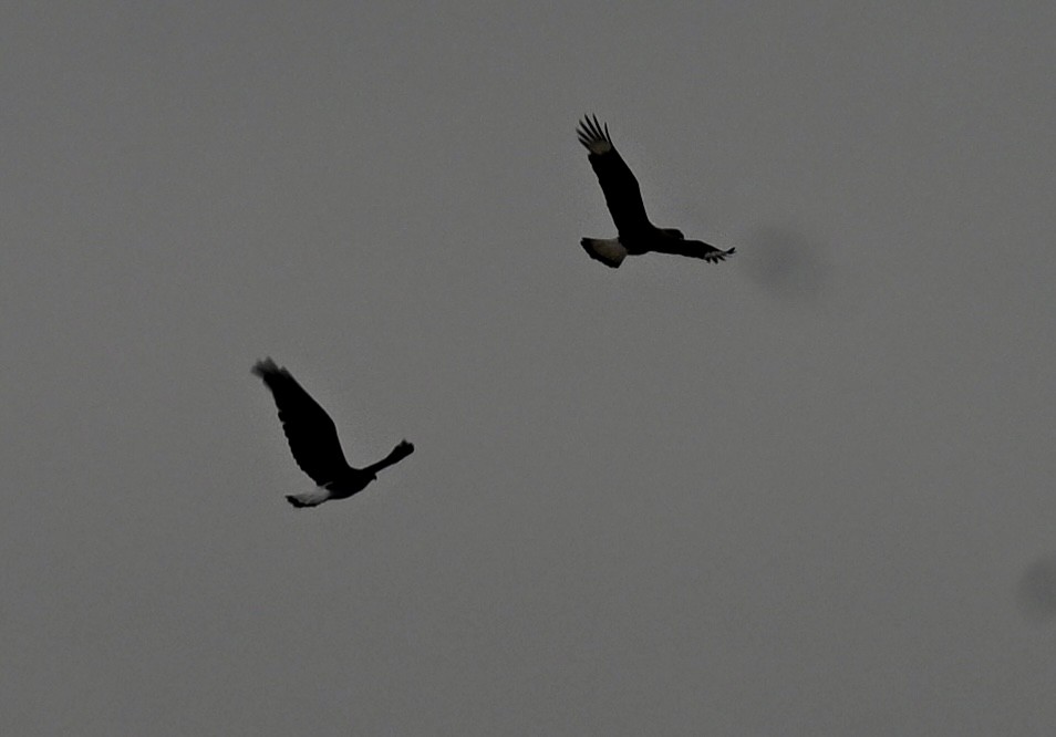 karančo jižní - ML646158886