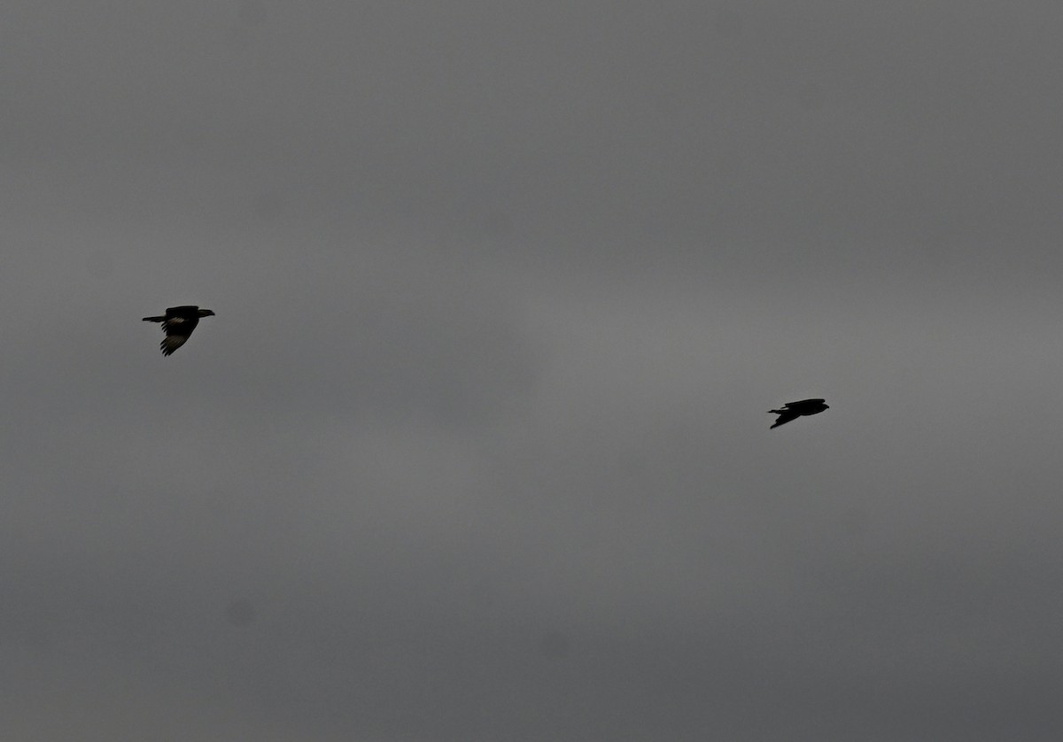 karančo jižní - ML646158887